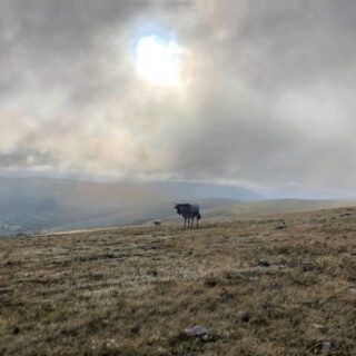 Vacche Sul Monte Calvo