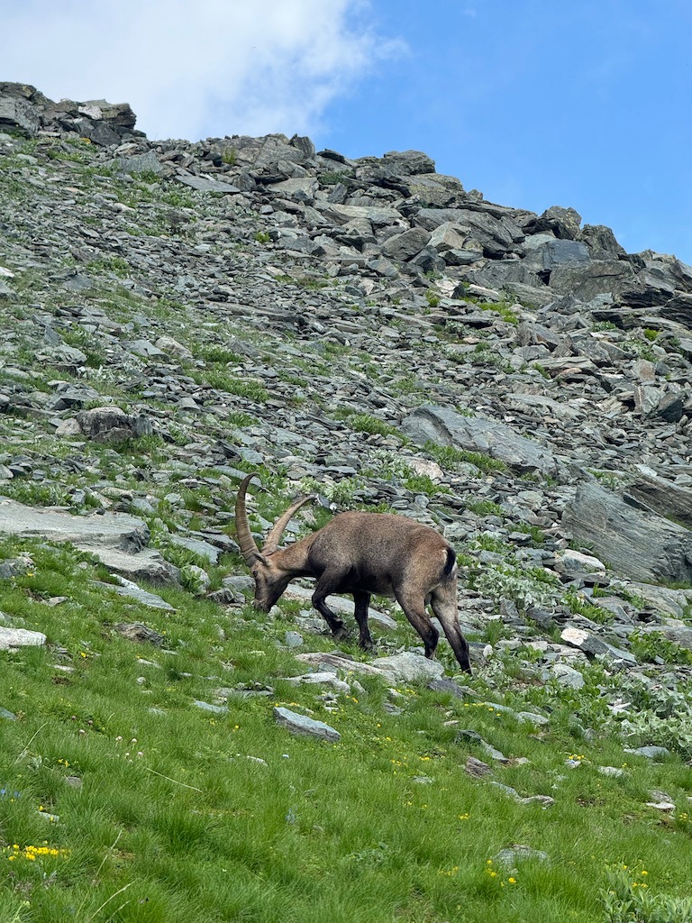 Stambecco sulla Via Normale