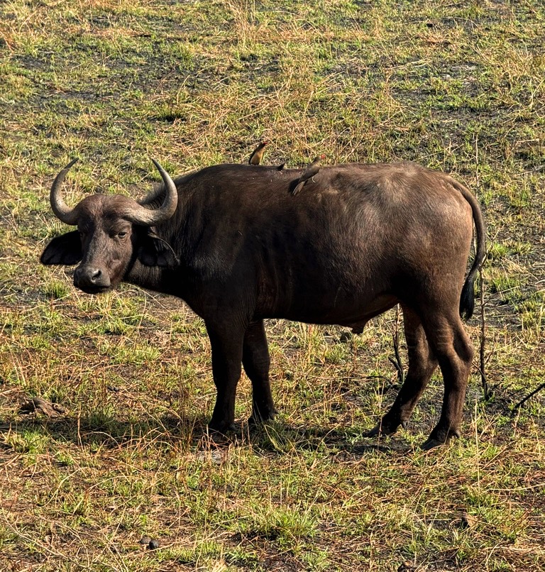 Bisonte africano Hluhluwe Game Reserve