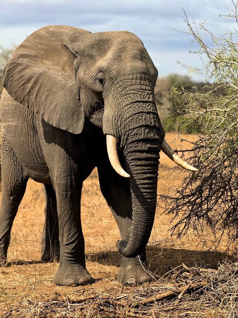 Elefante Kruger national park