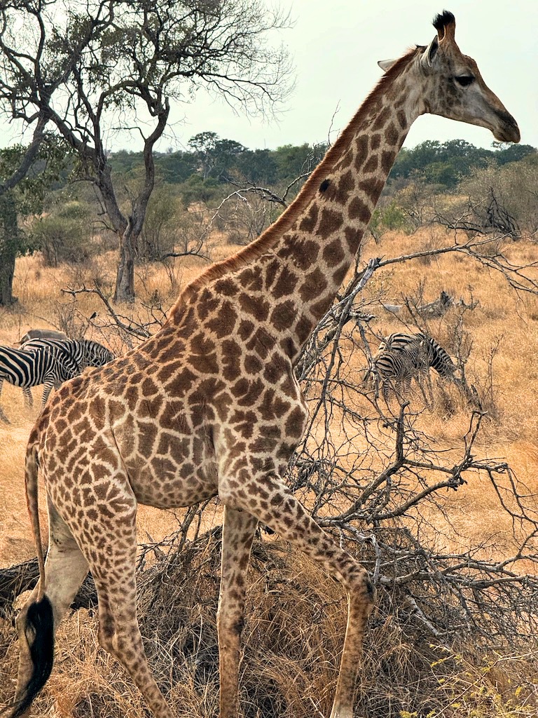 Giraffa Kruger national park