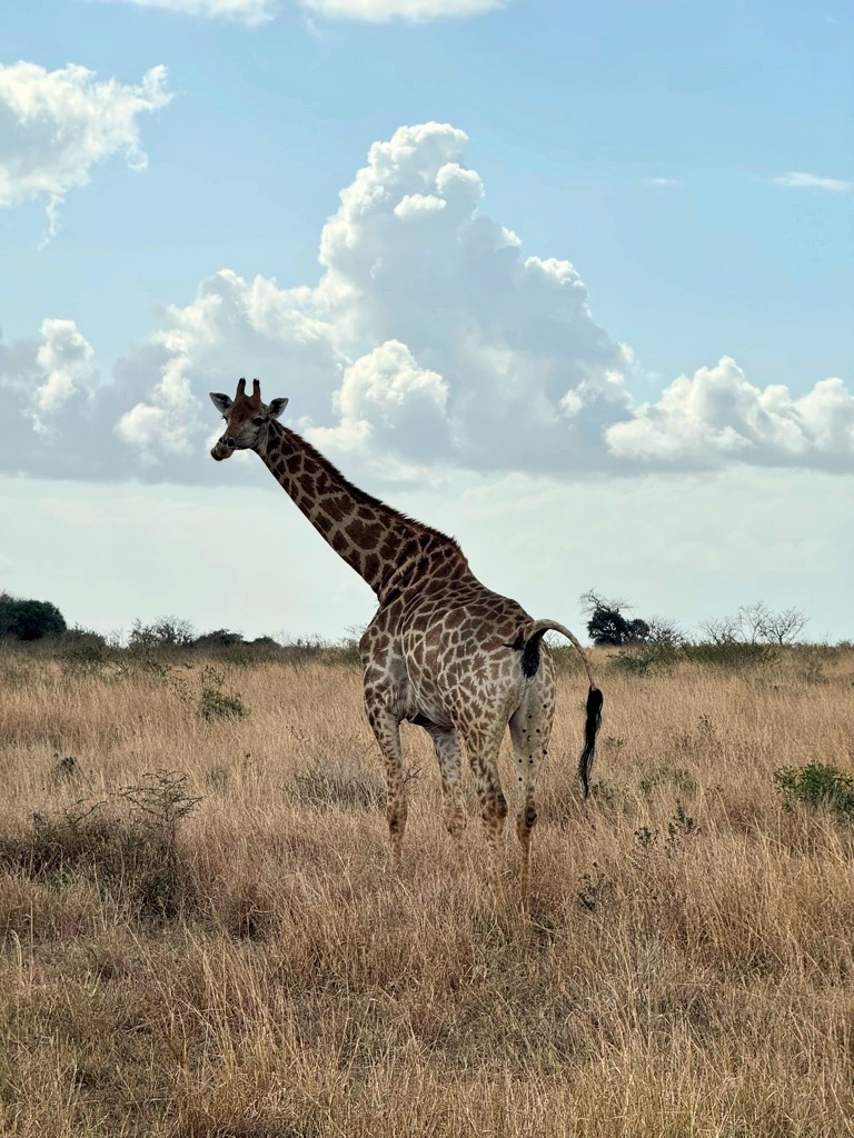 Giraffa Mkuze Game Reserve