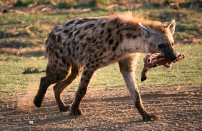 Iena Kruger National Park