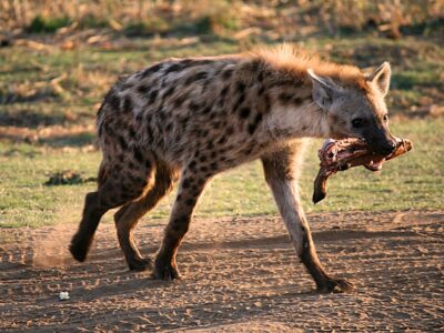 Iena Kruger National Park