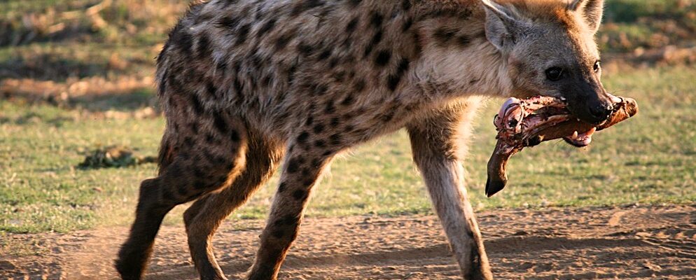 Kruger National Park