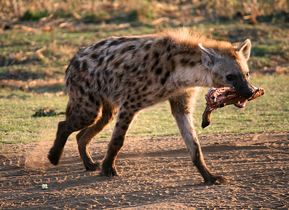 Iena Kruger national park