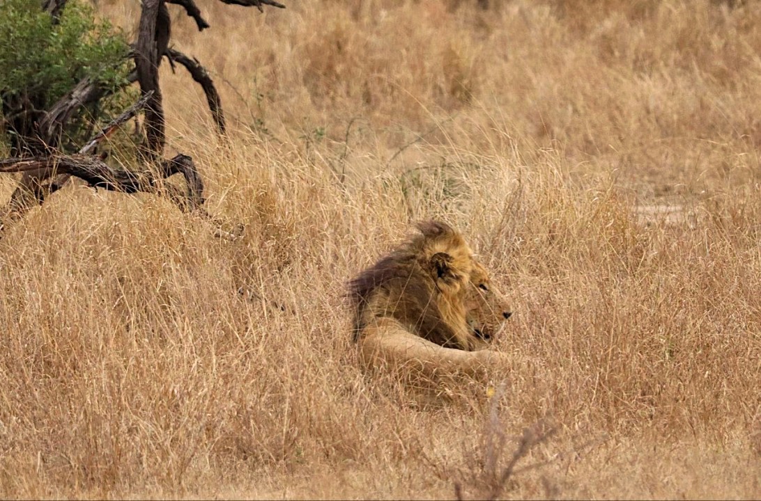 Leone Kruger national park