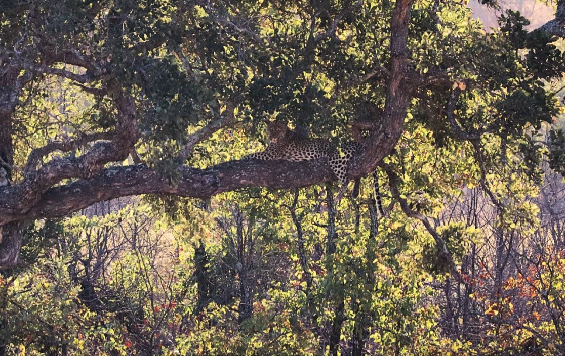 Leopardo Kruger national park