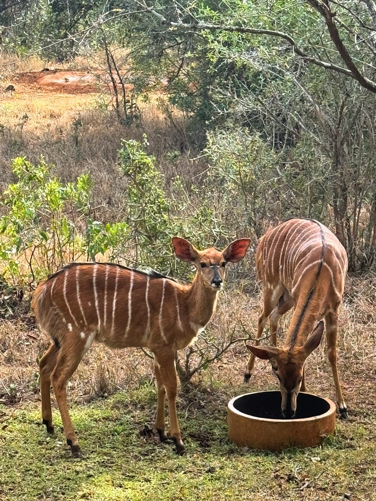 Nyala Zululand Lodge