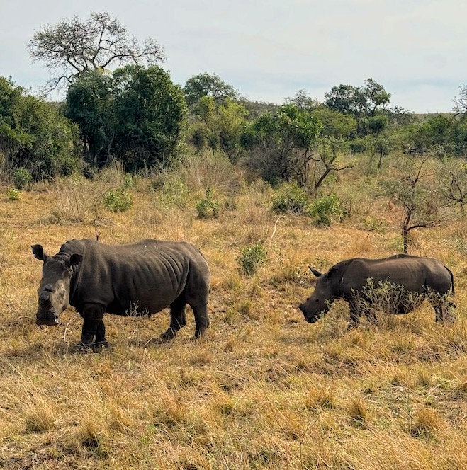 Rinoceronte bianco Hluhluwe Game Reserve